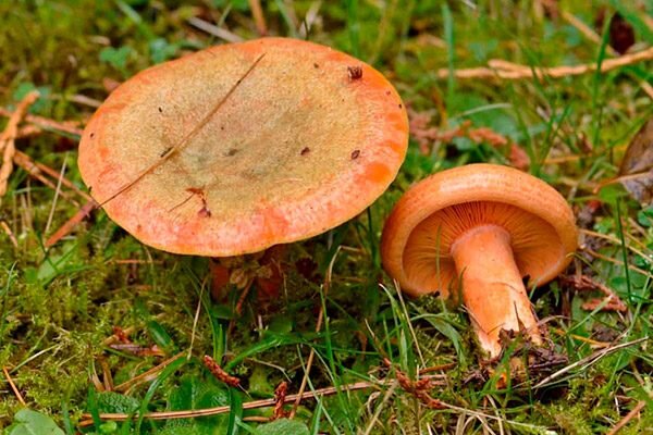 Рыжик сосновый - Lactarius deliciosus