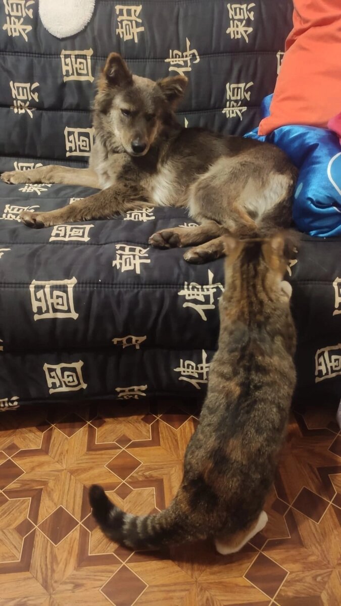 Акира тоже в Санкт-Петербурге