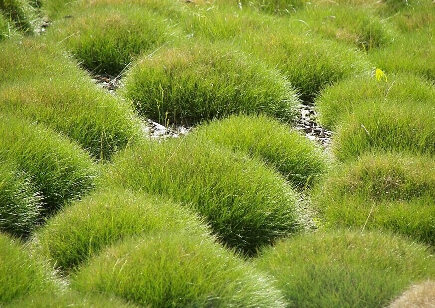 Овсяница Готье (Festuca Gautieri). Овсяница Готье (Festuca Gautieri `Hobbit`). Овсяница метельчатая Готье. Фестука овсяница зеленая.