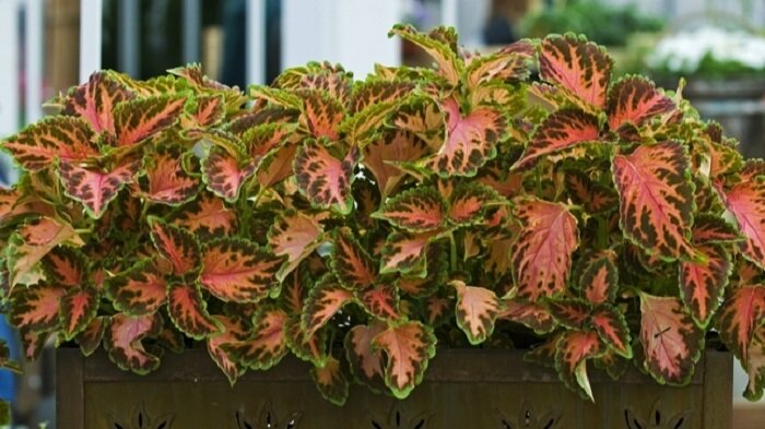 Колеус  Wizard Pastel