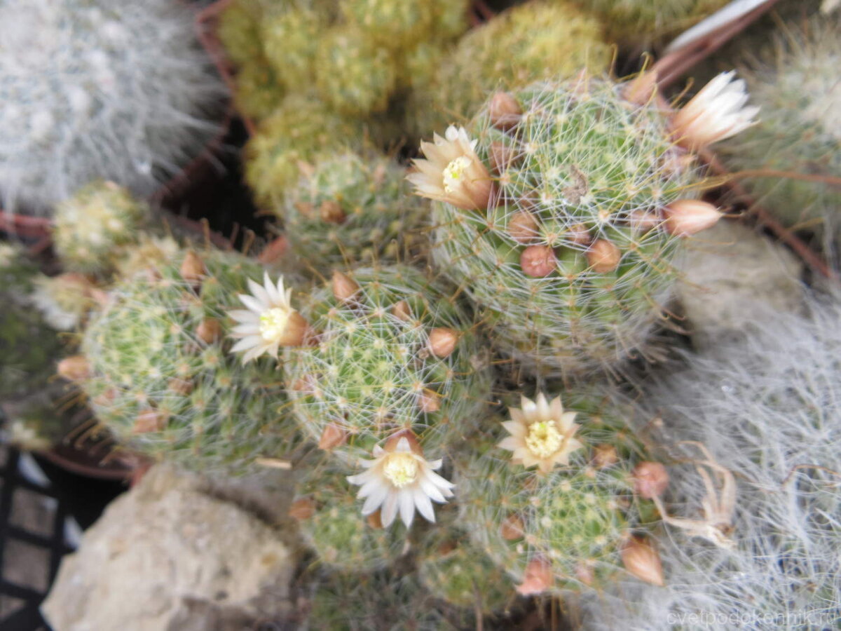 Маммиллярия Вильда гостья из юга Америки. фото из открытых источников.