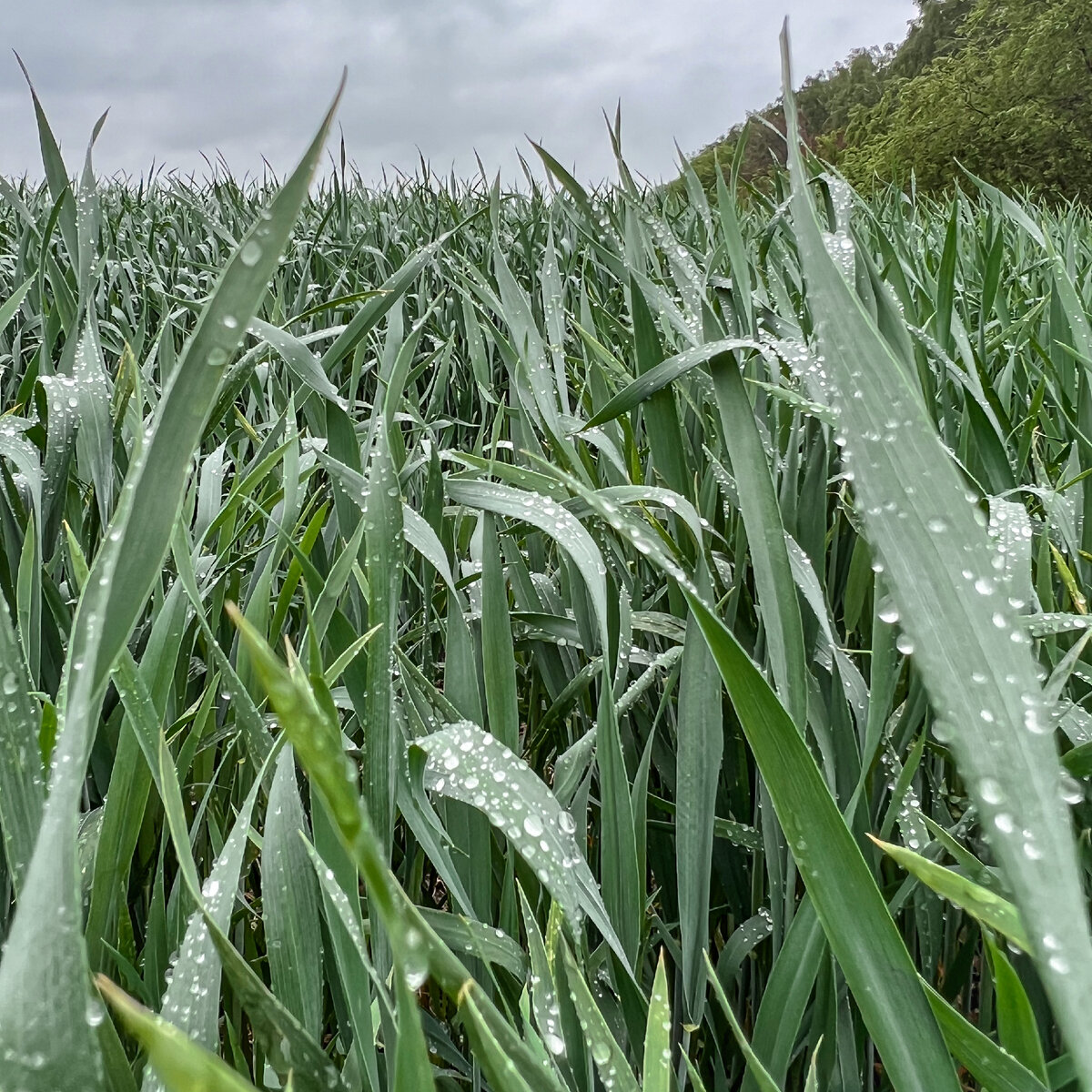25.05 в 16:00 (МСК) - ПРЯМОЙ ЭФИР С КОМПАНИЕЙ "АВГУСТ" 