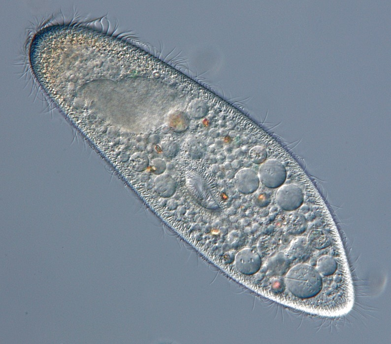 Инфузория туфелька. Одноклеточные инфузория туфелька. Инфузории Paramecium caudatum. Инфузория туфелька Paramecium caudatum.