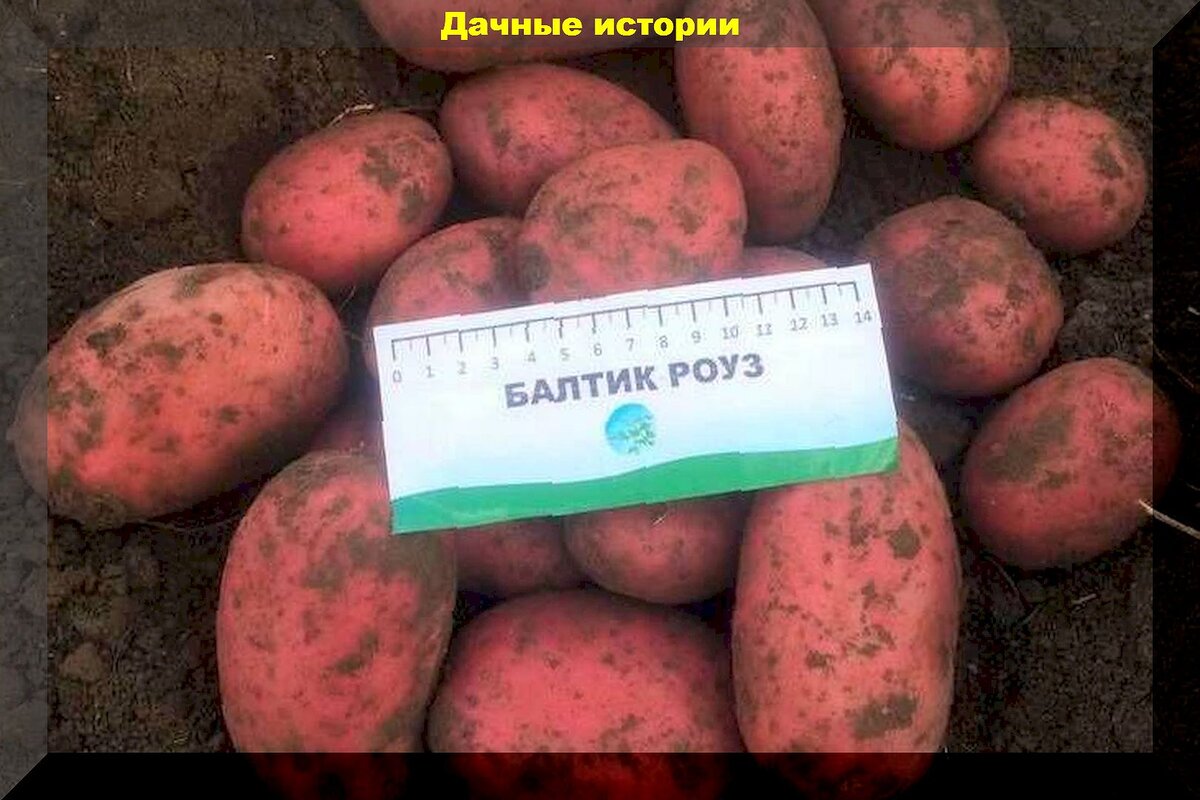 Балтика картофель характеристика отзывы фото и описание Картофель в 40 вопросах и ответах: отвечаем на вопросы начинающих дачников о пос