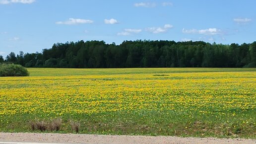 Широка страна моя родная,много в ней полей,лесов и рек!Божественная красота природы!