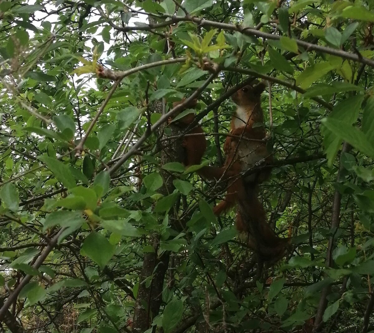 Наши гости белочки. Фото автора. 