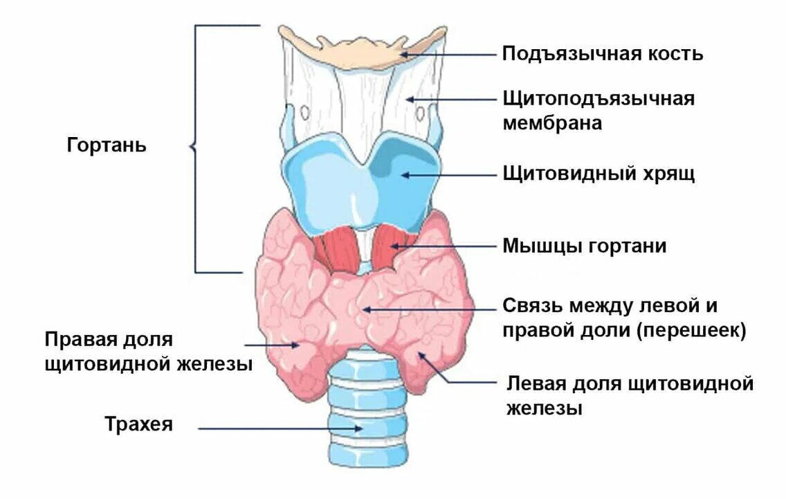 Где щитовидка у женщины схема