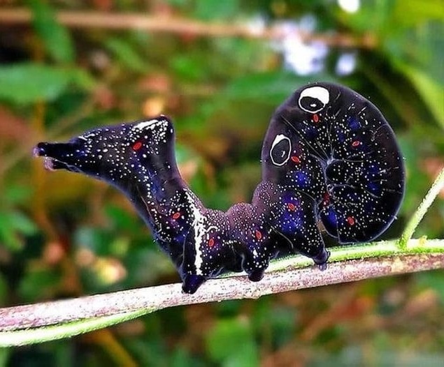 Космическая гусеница. Зачем этому фруктовому обжоре расцветка под Вселенную