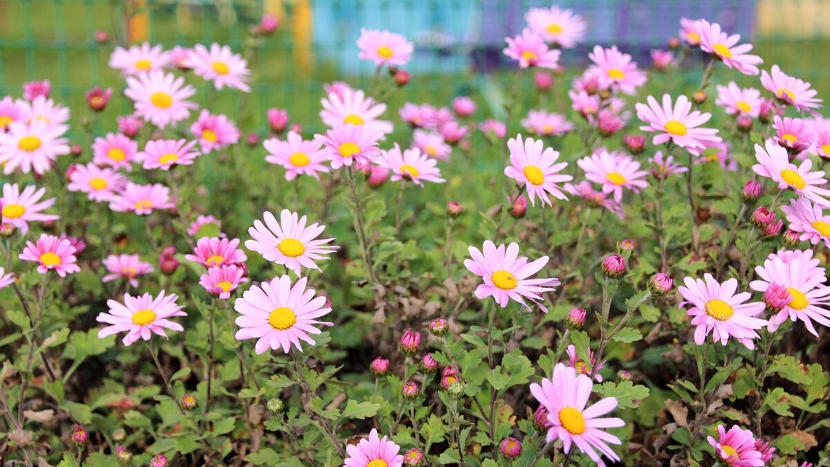     С наступлением тепла во дворах многих МКД обновили клумбы. Многие управляющие компании уделяют большое внимание высадке цветов, также привлекают к подобной работе и жильцов обслуживаемых домов.