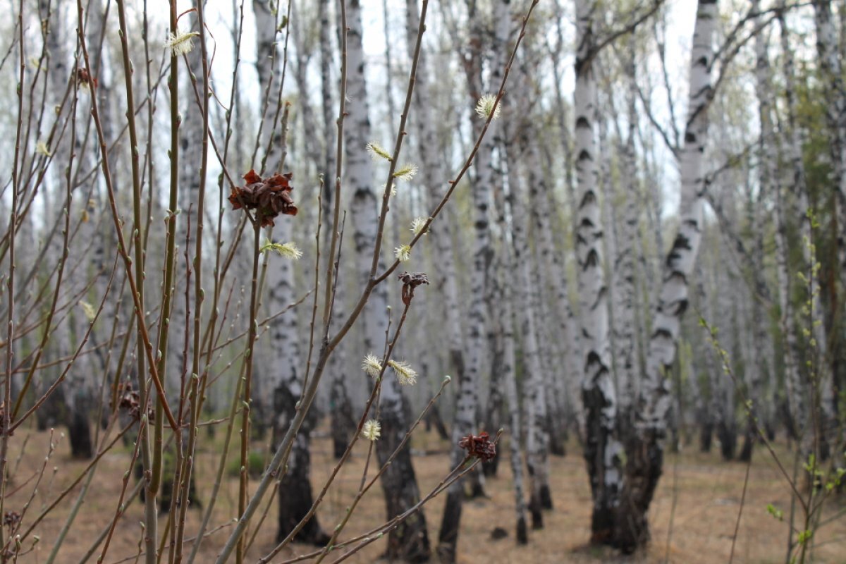    14-летняя девочка ушла в лес назло маме и вышла на федеральную трассу