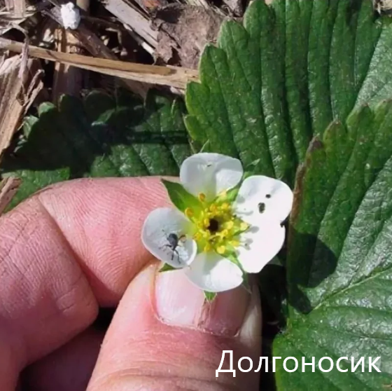 Как повреждает клубнику долгоносик фото