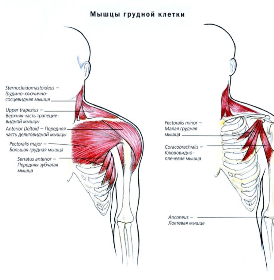 Грудная мышца является. Большая грудная мышца m. pectoralis Major. Дельтовидной и большой грудной мышцами. Мышцы грудины схема. Упражнения на малую грудную мышцу.