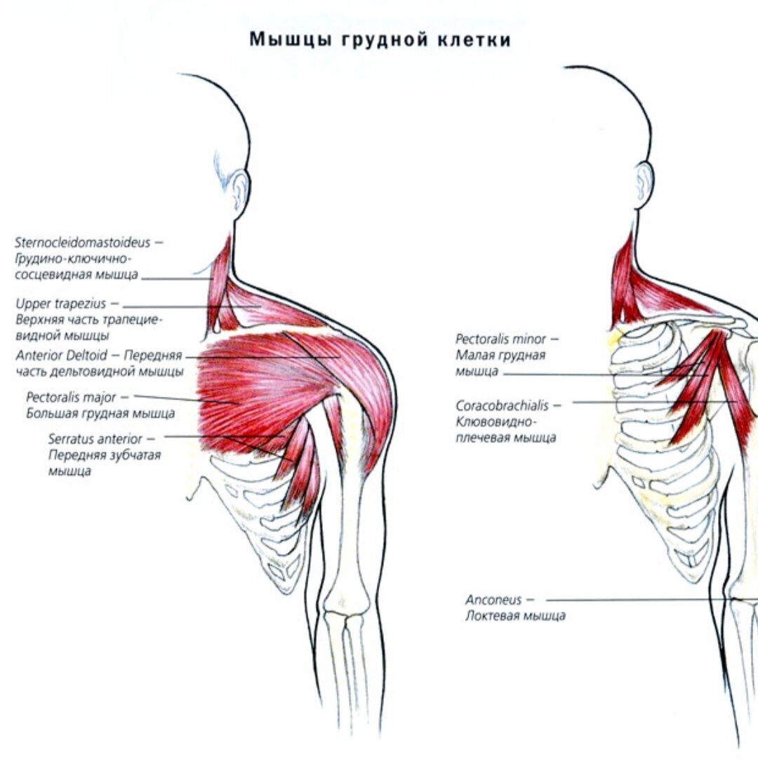 Молочные мышцы. Большой грудной и дельтовидной мышцами. Малые грудные мышцы анатомия. Анатомия большой грудной мышцы. Малая грудная мышца схема.