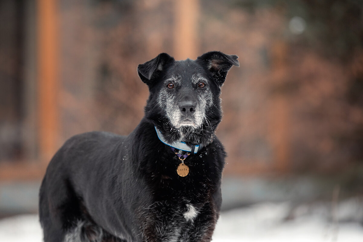 Красавица Санта на прогулке.