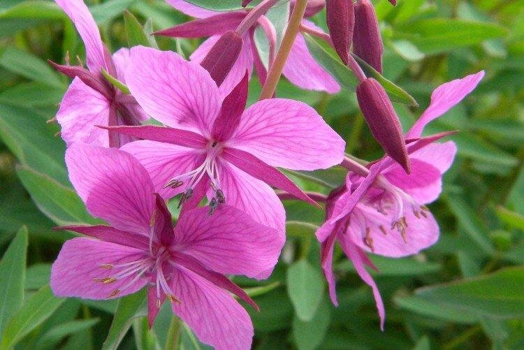 Цвет дня - розовый, светло-коралловый, персиковый.