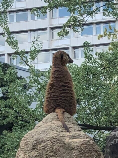 Берлинский сурикат на страже (вид сзади)