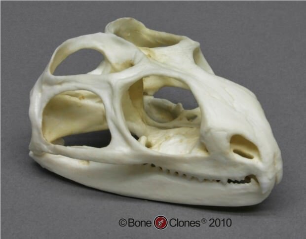 Источник: https://ianimal.ru/topics/gatteriya