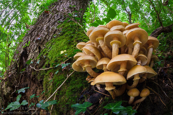 Опята осенние (Armillaria mellea) на ясене обыкновенном. Фото: Alex Hyde.