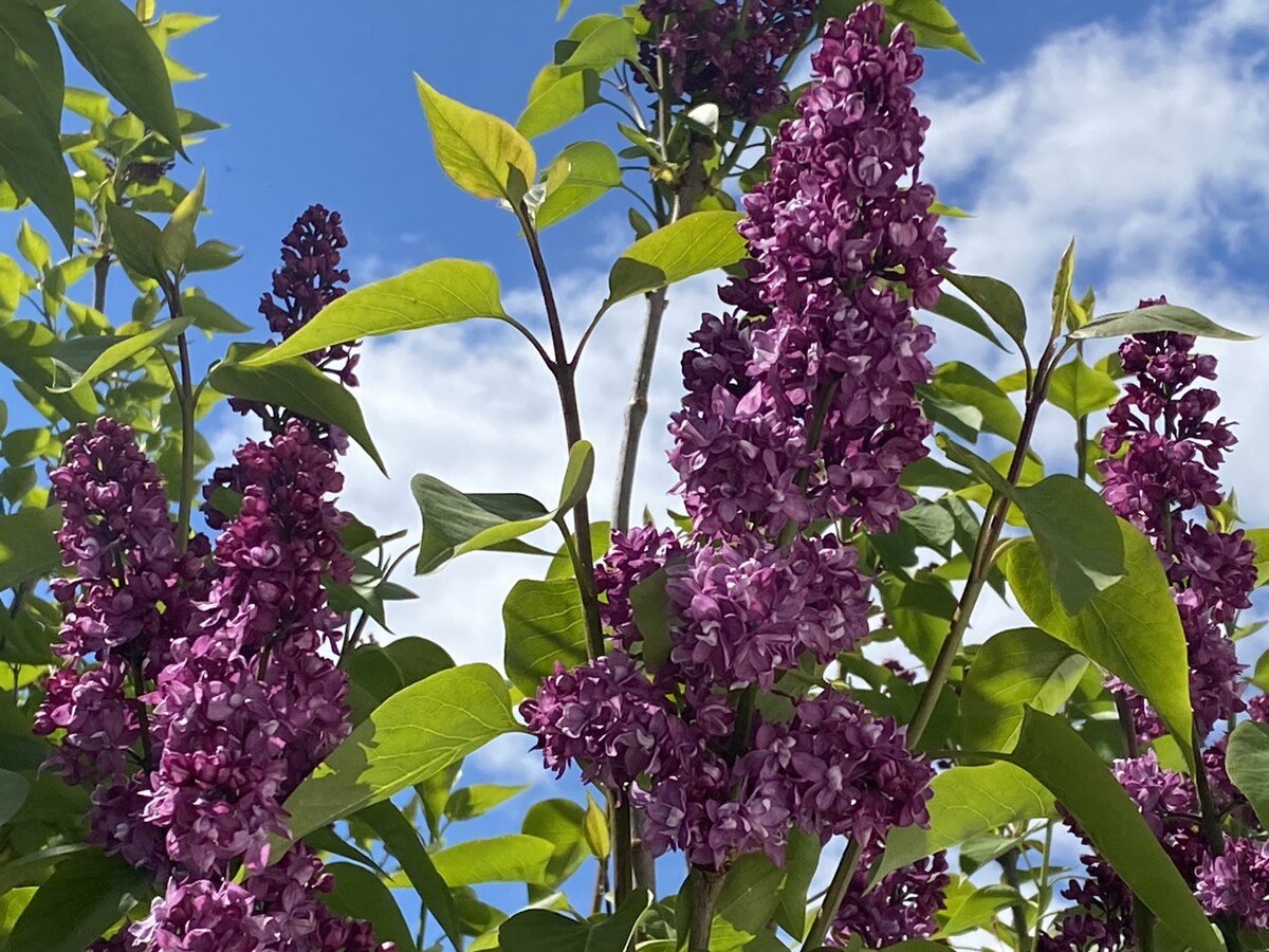 И сиреневая сирень цвела как обычно. И простая, и махровая. 