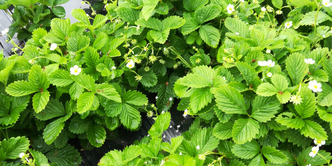 ВЫРАЩИВАНИЕ ЗЕМЛЯНИКИ садовой 🍓