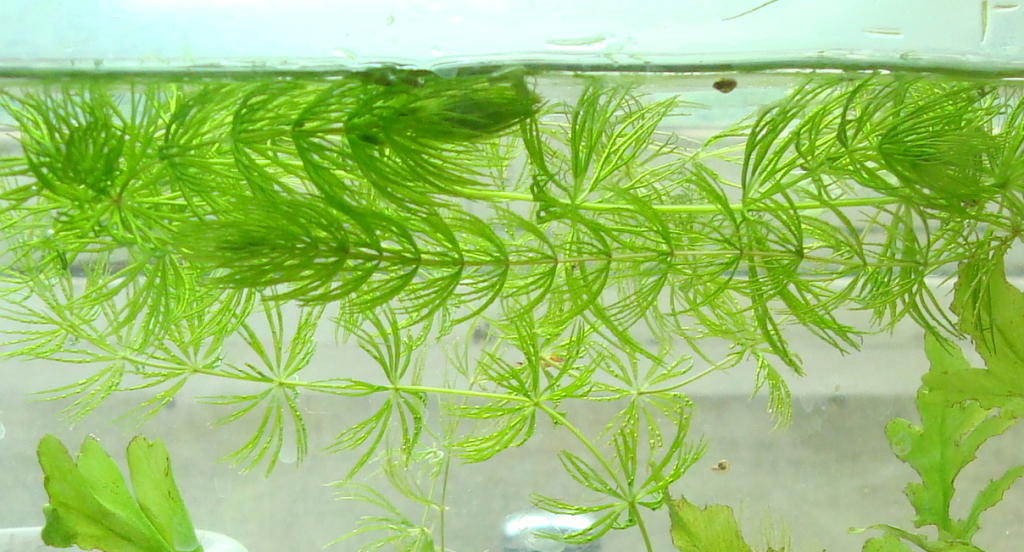 Риччия (riccia fluitans). Цератофилум демерсум роголистник. Элодея густолиственная. Плавающая водоросль. Наяс гваделупский.