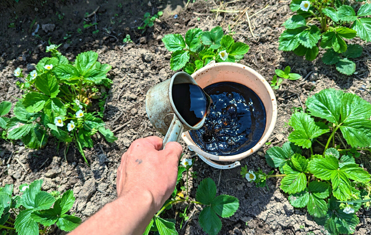 Плодоношение клубники будет долгим и обильным если полить кустики такой натуральной подкормкой в июне после цветения.