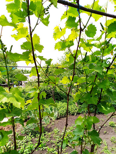 Кишмиш Юпитер на вертикальной шпалере.