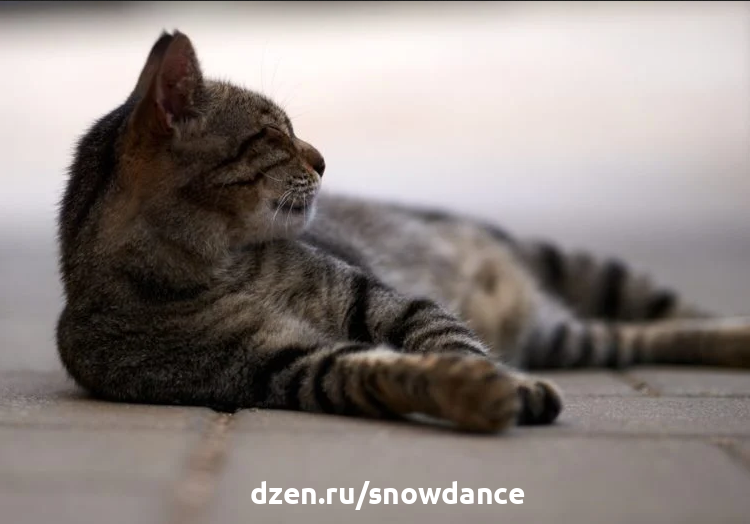 13 забавных фактов о коричневой (браун) кошке табби