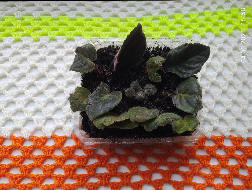 Комнатные растения | Укореняю листочки фиалки | Фиалка| Фото автора 