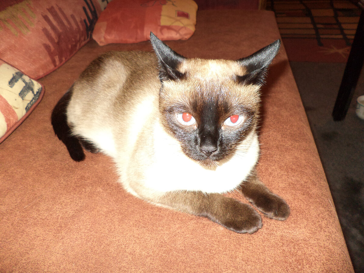 Тайская кошка Фишка