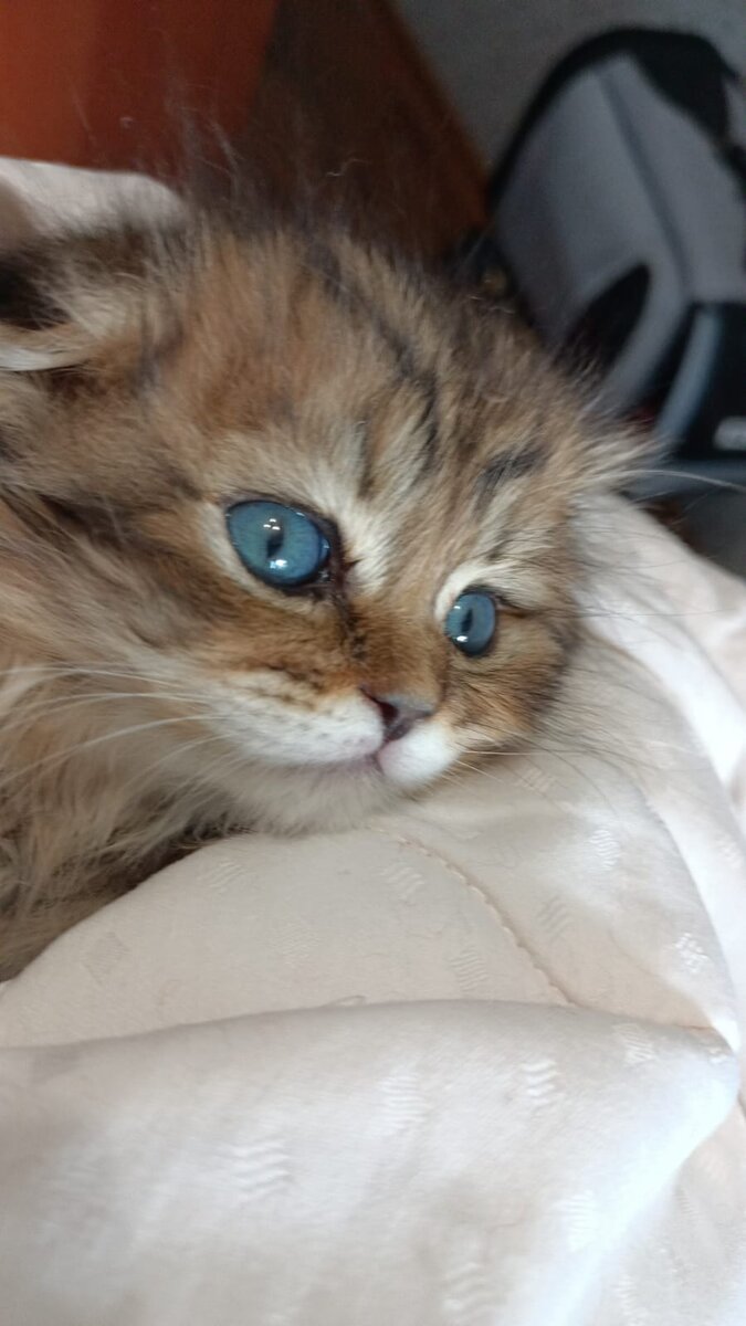 По данным исследования нам поставили диагноз Эпифизеолиз*. Запретили много бегать- сказали ограничивать активность и не позволять прыгать, т.к. может переломать хрупкие косточки. 