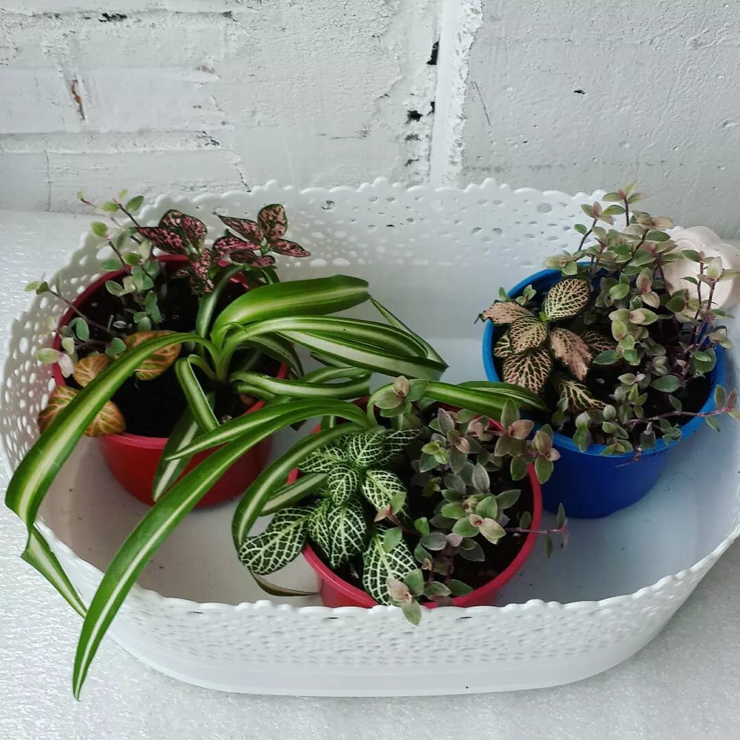 Комнатные растения нуждаются в правильном поливе. Почка в горшочках должна быть рыхлая и воздухопроницаемая.  Тогда между поливами она будет просыхать. 