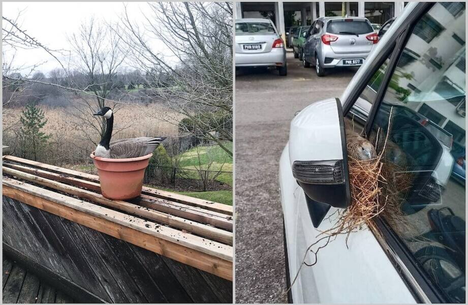 15 раз, когда птицы свили свои гнезда в самых неподходящих местах ...