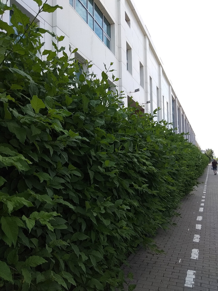 Целая изгородь кустов с человеческий рост высотой оказалась ...сиренью!