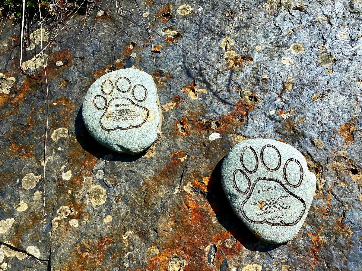 Теперь только такие следы леопарда на экотропе