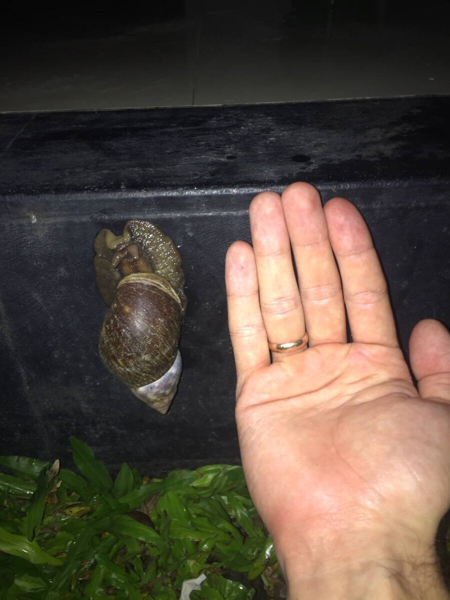 Вот фоточки улиточек высылал