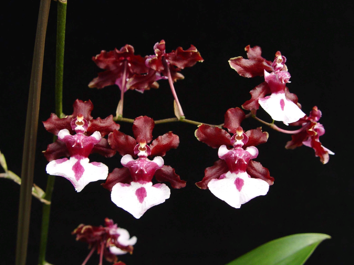 Oncidium 'sharry baby' - шоколадный аромат