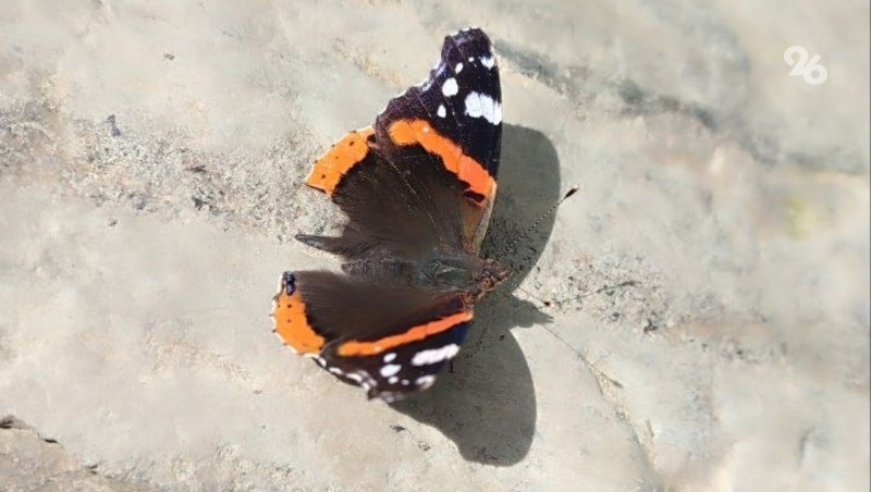 Фото: ИА «Победа26» 