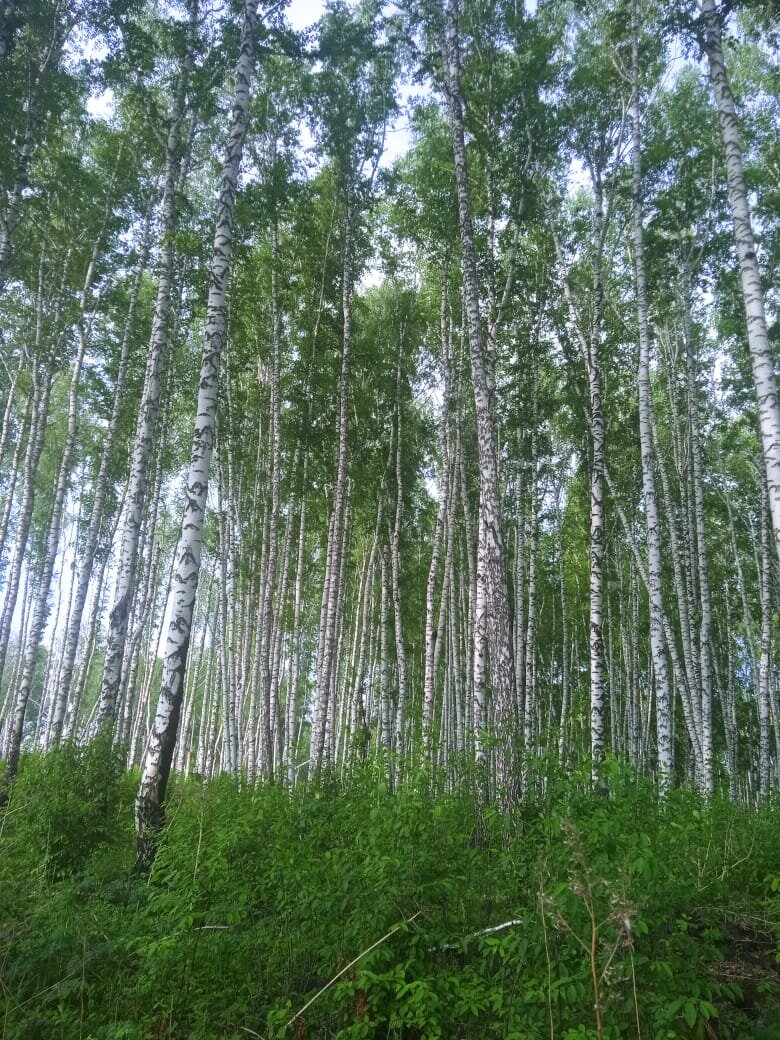 Березовый лес