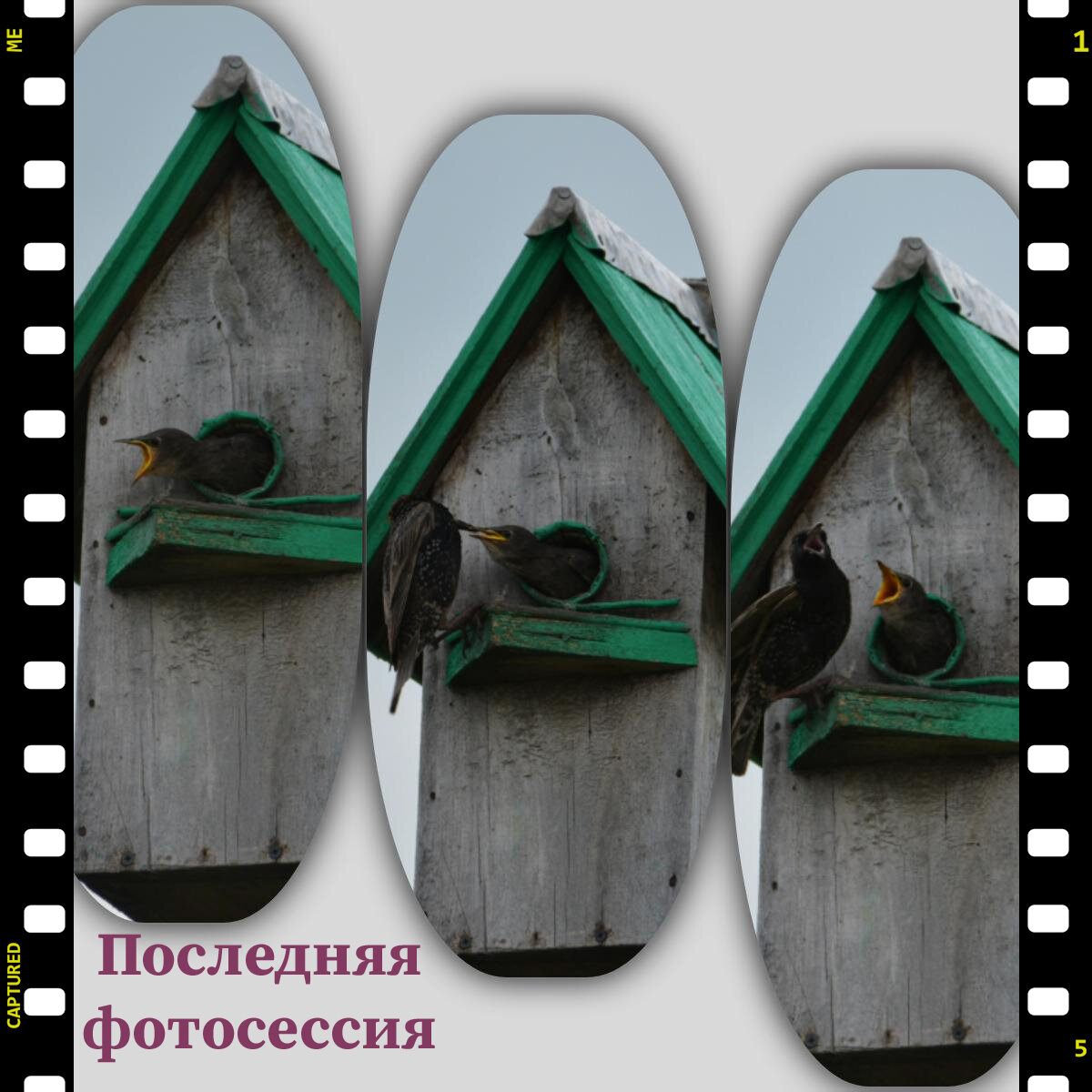 Кормление. Мамка (или папка) каких-то стрекозлов таскают в это время им. Только пачкой из клюва крылышки и лапы торчат. А птенцы вечно голодные всё равно.   Фото автора канала. 