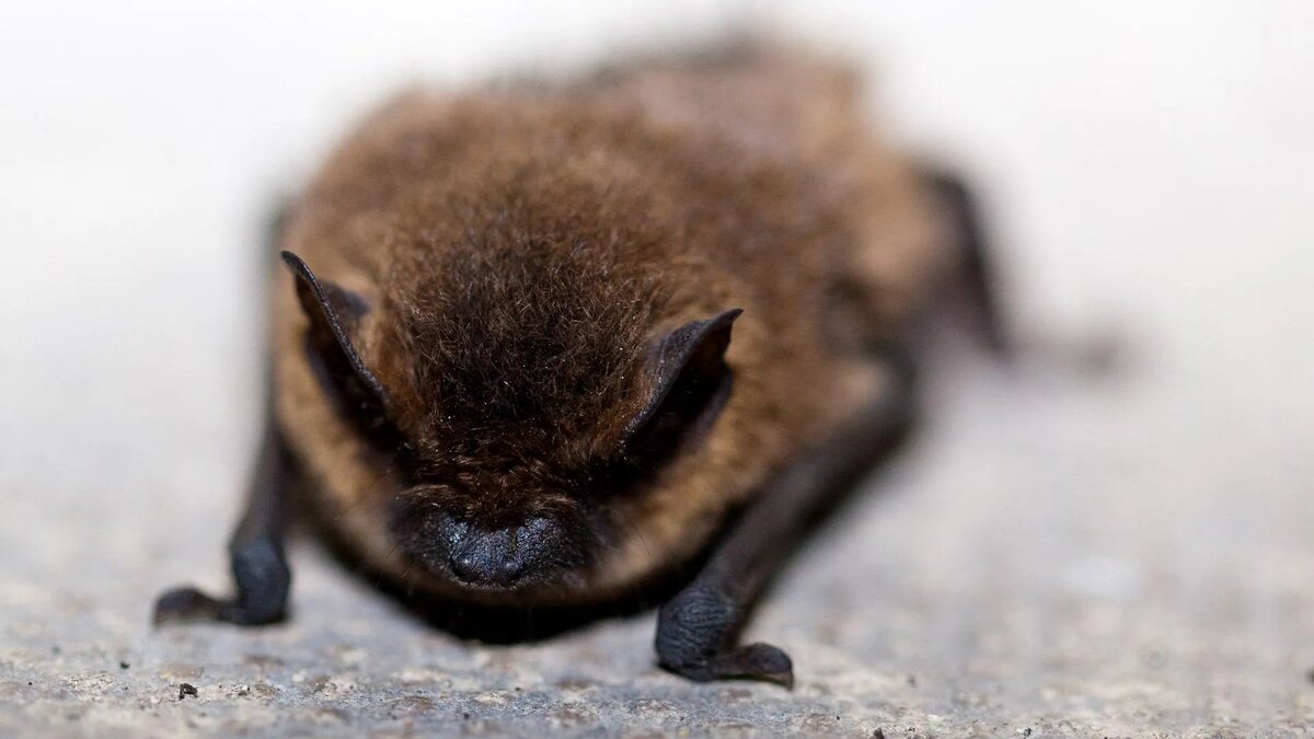 Фото: pxhere.com