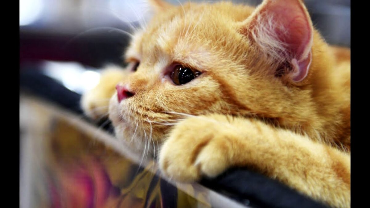 Фото из Интернета.