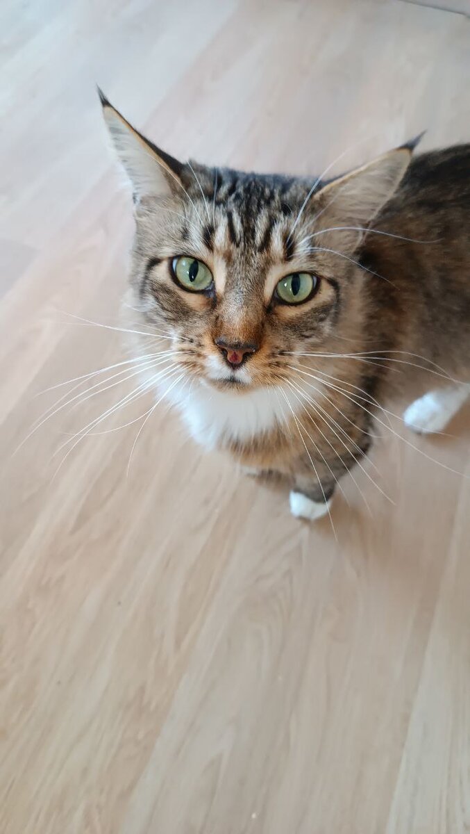 Фортуна носооцарапанная. Урсёнушка постаралась