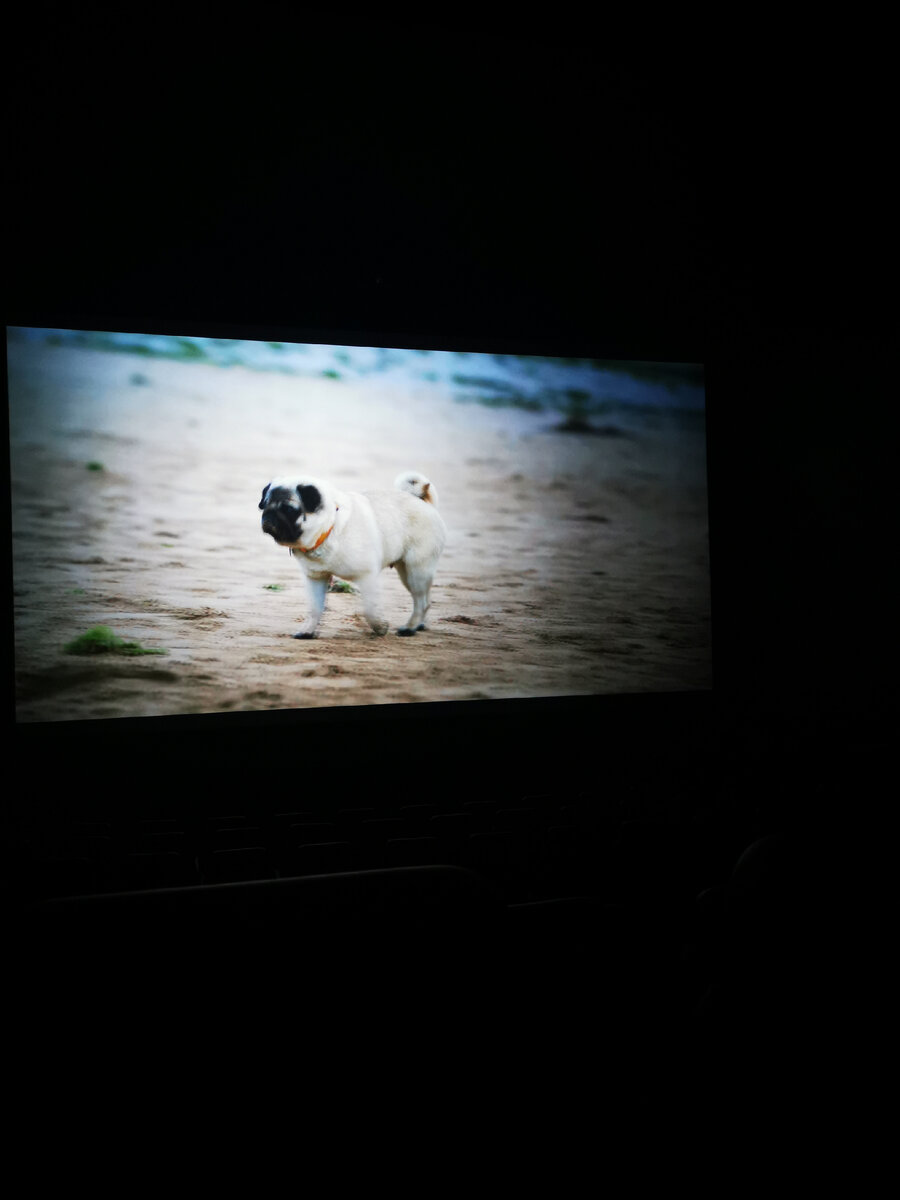 На фильме "Мой пёс Руни". Видимо не зря совсем недавно посмотрела фильм про собак. 