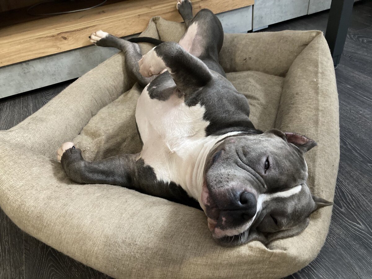 Джексон устал, но лежит в сторону танцевального занятия