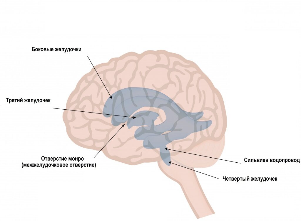 Источник изображения: https://www.invitro.ru/upload/medialibrary/a86/a860cf6755a4085cdf41deb7b7e123ee.jpg