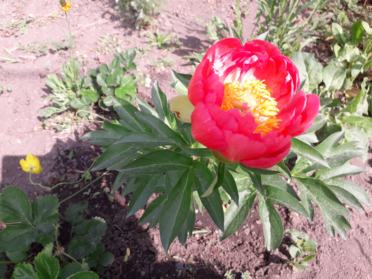 Красавчик пион Корал Бэч ЗКС у меня в саду. Фото автора.