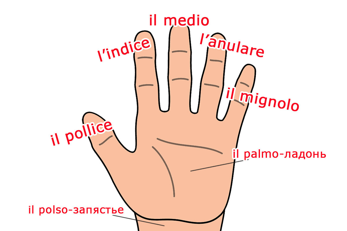 Пальцы на руках и ногах: как называются по-итальянски | Итальянский в  деталях | Дзен