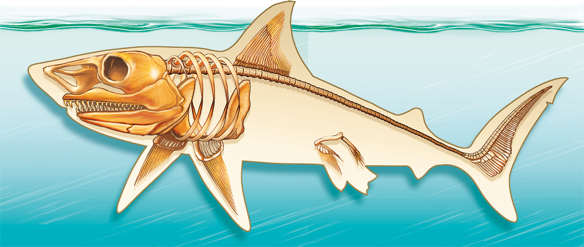 Человеческое тело содержит примерно столько же костей, сколько и у взрослой  акулы | Тайны Вселенной | Дзен