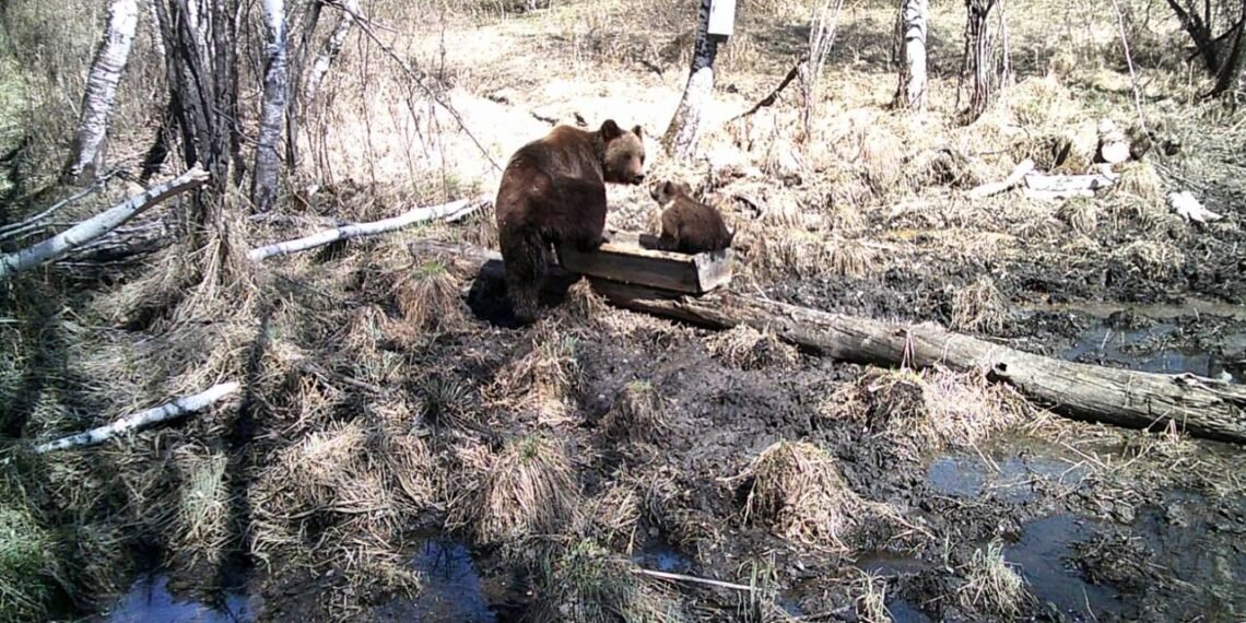 Медведи в новосибирском зоопарке